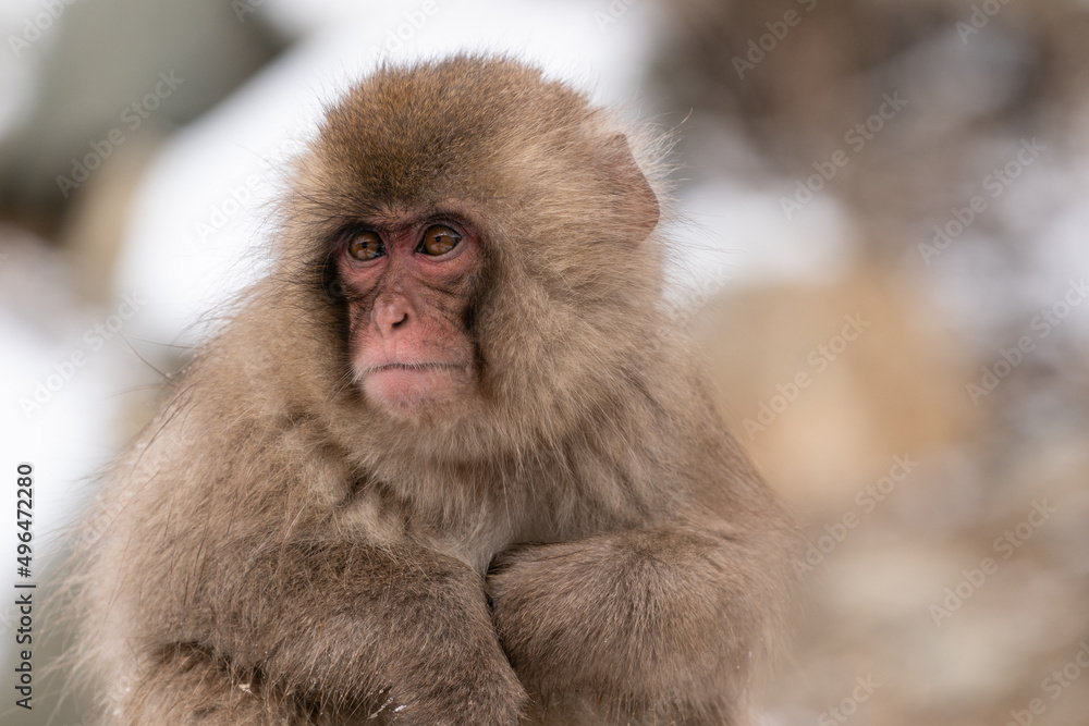 Naklejka premium The Japanese macaque (Macaca fuscata)