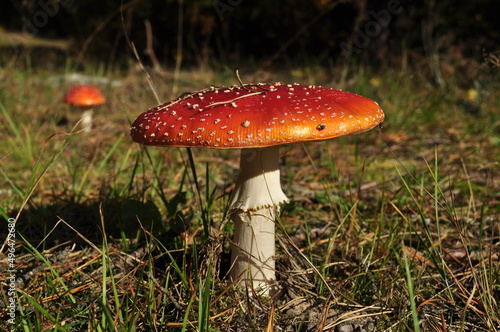 Close-up. A large fly agaric mushroom in a clearing lit by the sun.