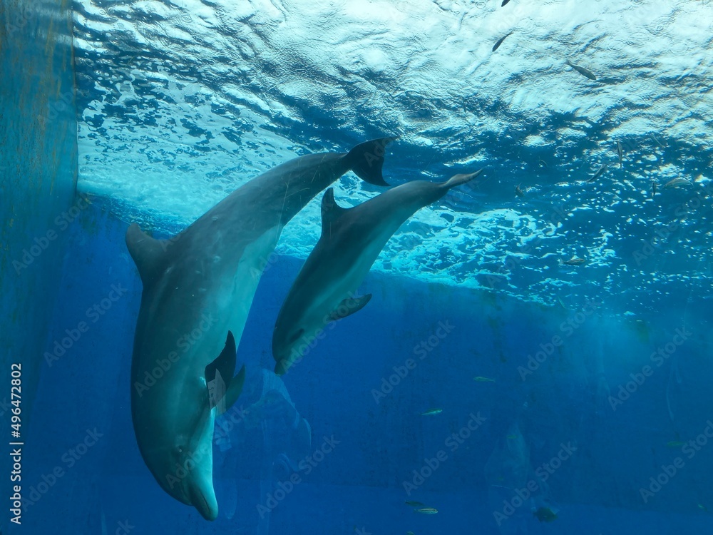 dolphin in the water dolphin in the water
