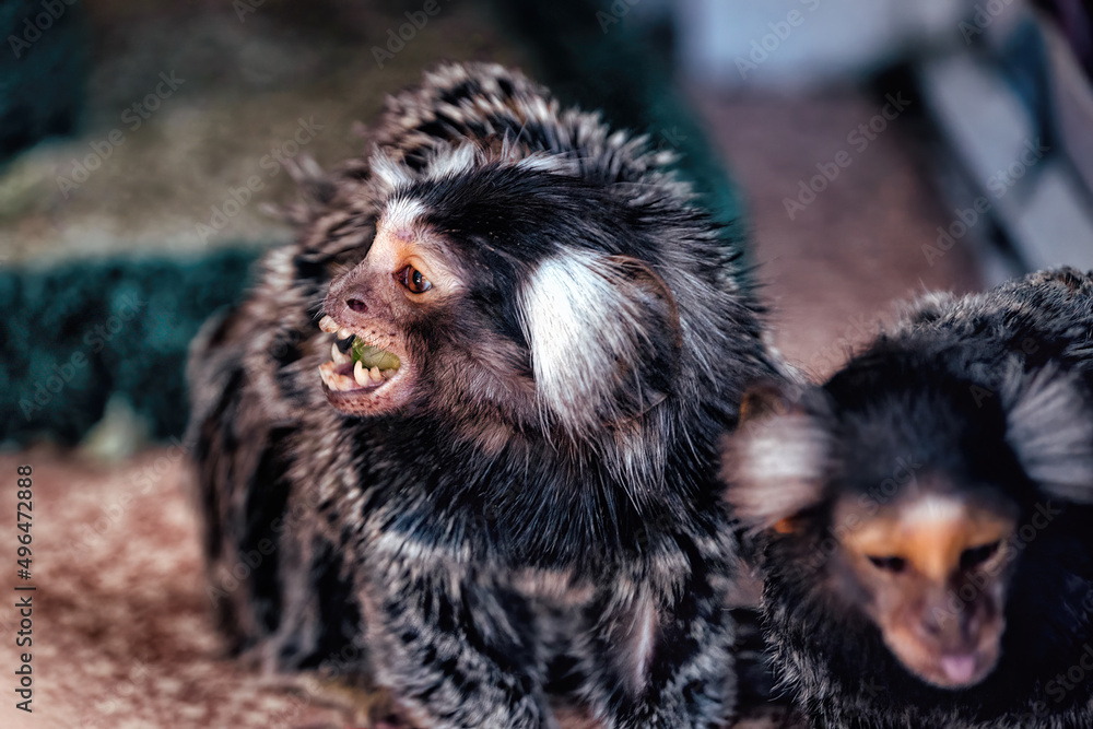 A small marmoset monkey sitting on a tree. A small marmoset monkey sitting on a tree.