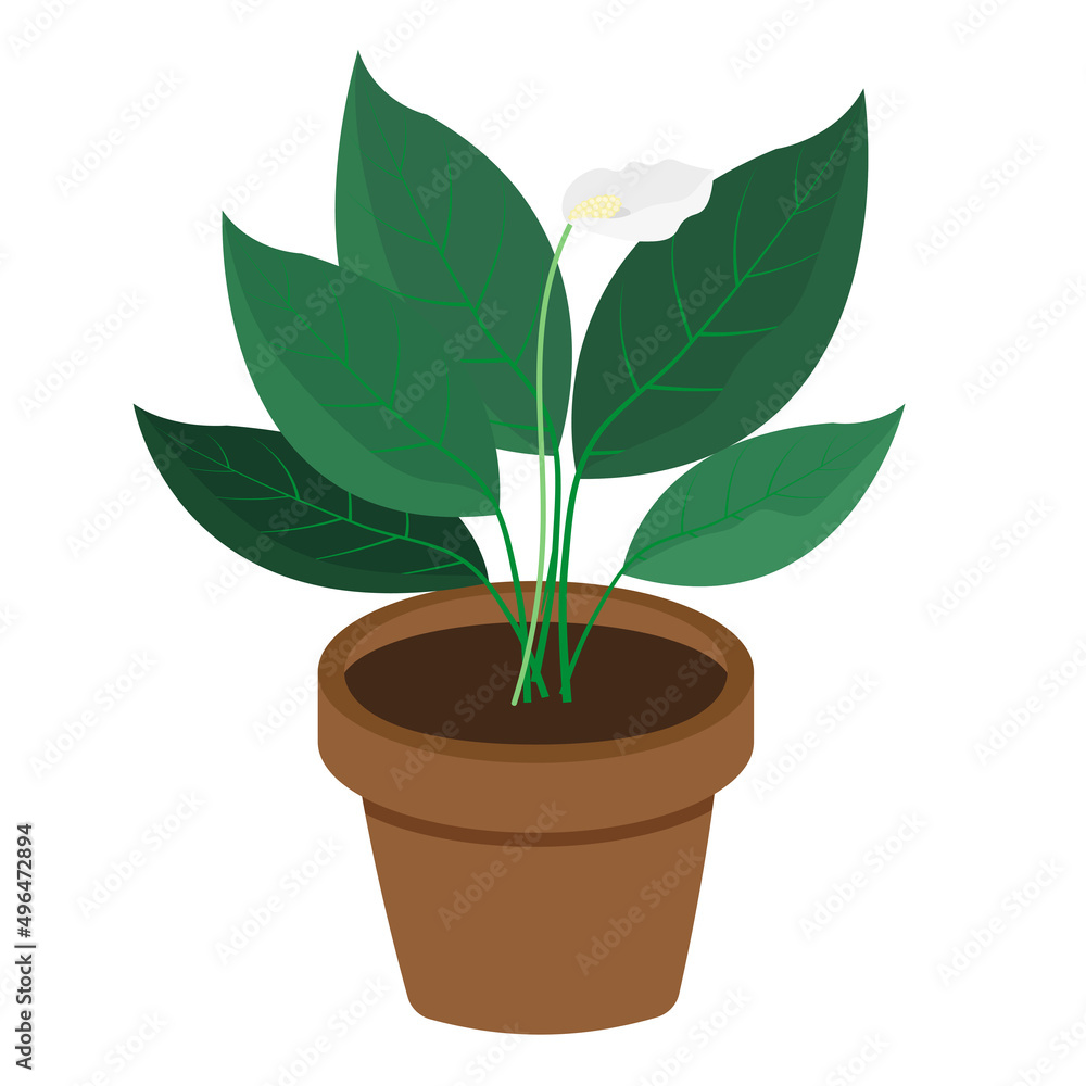 House plant, flower in a pot spathiphyllum, isolated on a white background House plant, flower in a pot spathiphyllum, isolated on a white background