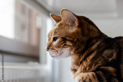 Brown striped Bengal cat looks thoughtfully away