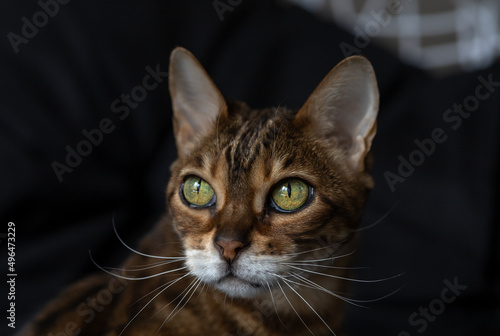 Muzzle of brown striped Bengal cat clearly detail