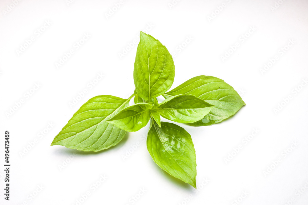 Sweet Basil isolated on white background Sweet Basil isolated on white background
