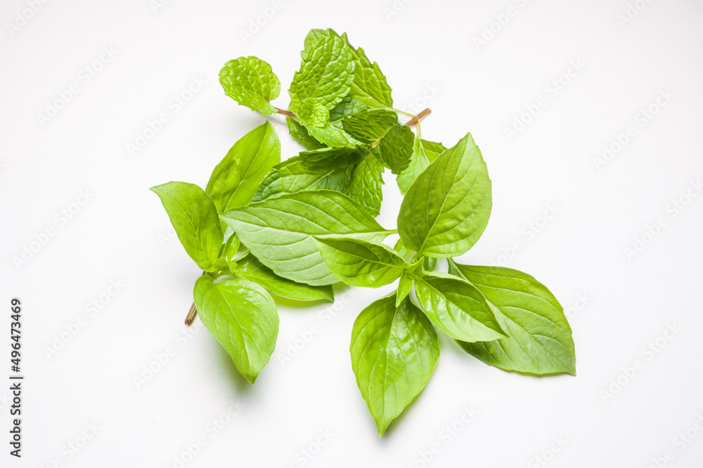 mint leaves and Sweet Basil isolated mint leaves and Sweet Basil isolated