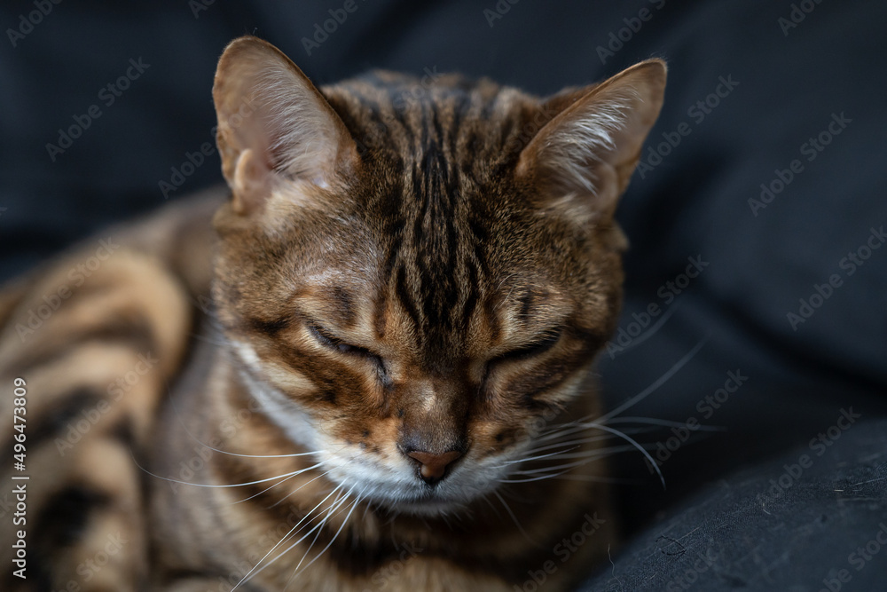 Brown striped Bengal cat is napping