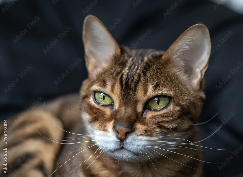 Muzzle of brown striped Bengal cat clearly detail
