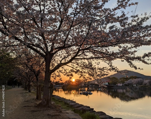 Landscape at dusk with cherry blossoms