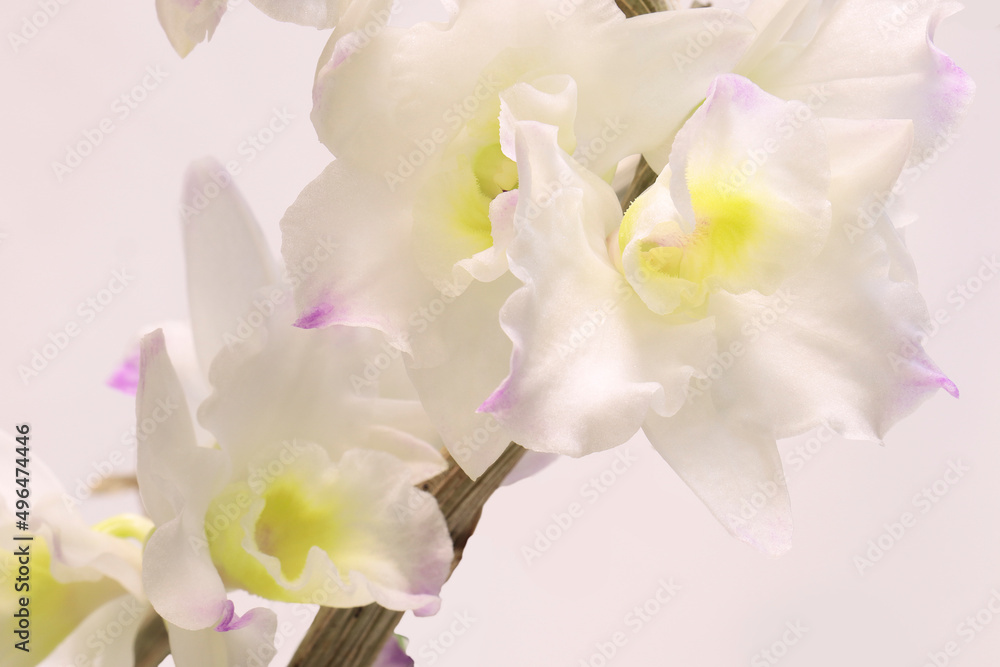 Bunch of Dendrobium nobile orchid flowers 