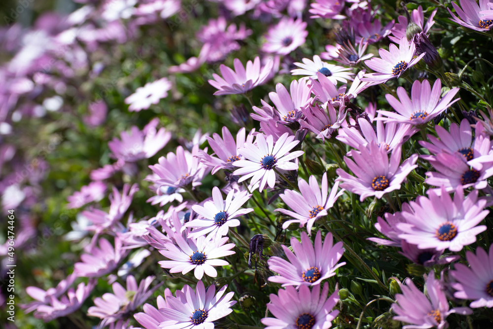 Obraz premium Margherita africana Dimorphotheca rosa e bianca in primavera