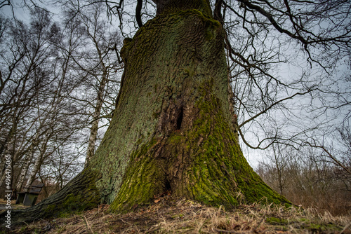 Alte Eichen säumen den Horkaer Teich bei Bischofswerda in der Oberlausitz photo