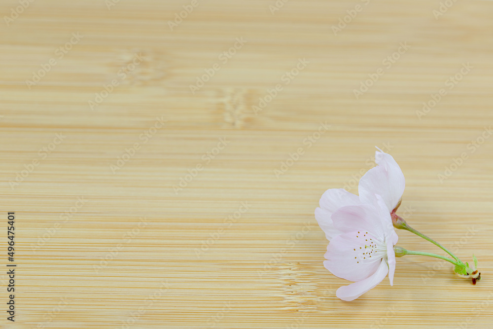 Naklejka premium 桜