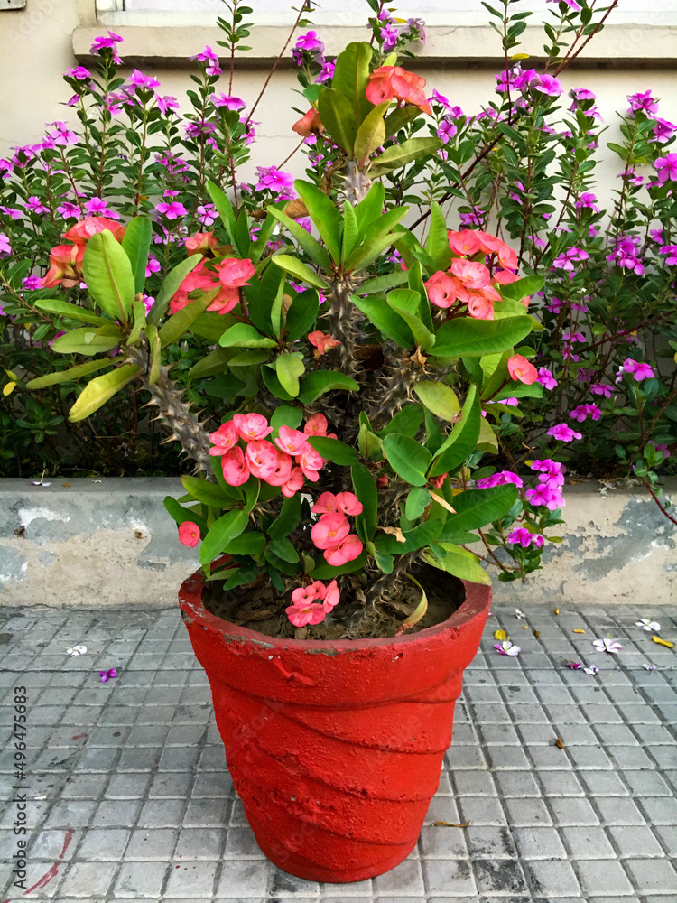 flowers in pots