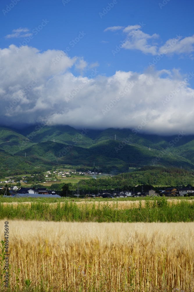 日本の秋の風景　青空と山と田んぼ