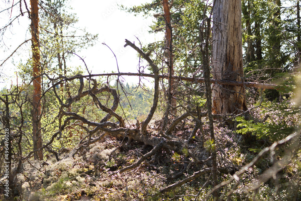 The forest path in the national park is blocked by a fallen pine trunk with scalloped branches in the morning sun. The forest path in the national park is blocked by a fallen pine trunk with scalloped branches in the morning sun.