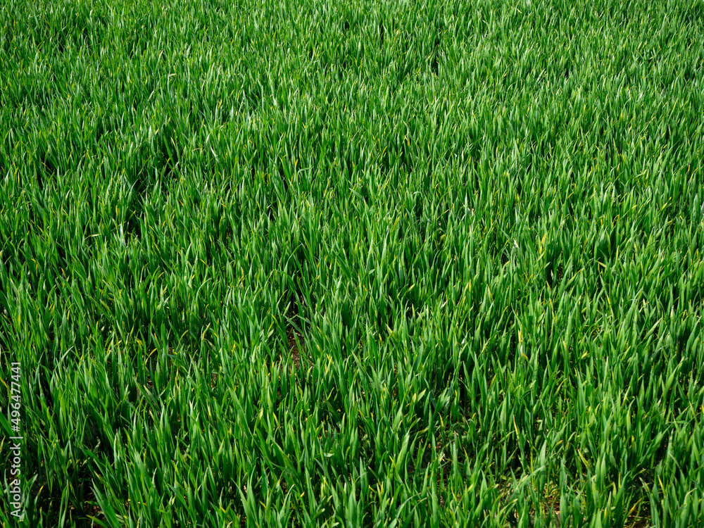 Obraz premium Gros plan sur des jeunes pousses de blé au printemps