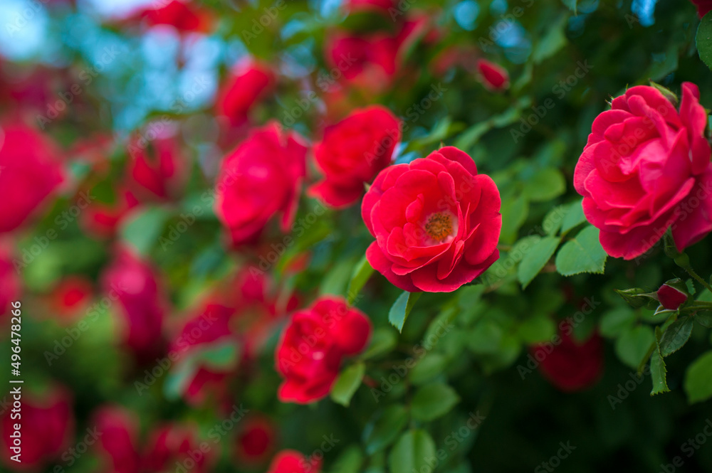 Red roses with buds on a background of a green bush. Bush of red roses is blooming in the summer. Red roses with buds on a background of a green bush. Bush of red roses is blooming in the summer.