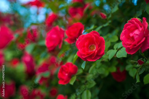 Red roses with buds on a background of a green bush. Bush of red roses is blooming in the summer.
