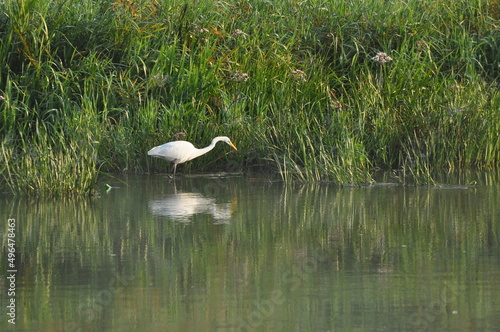 Great egret hunting fish at dawn on the river bank. Survival in the wild. Clever and agile hunter.