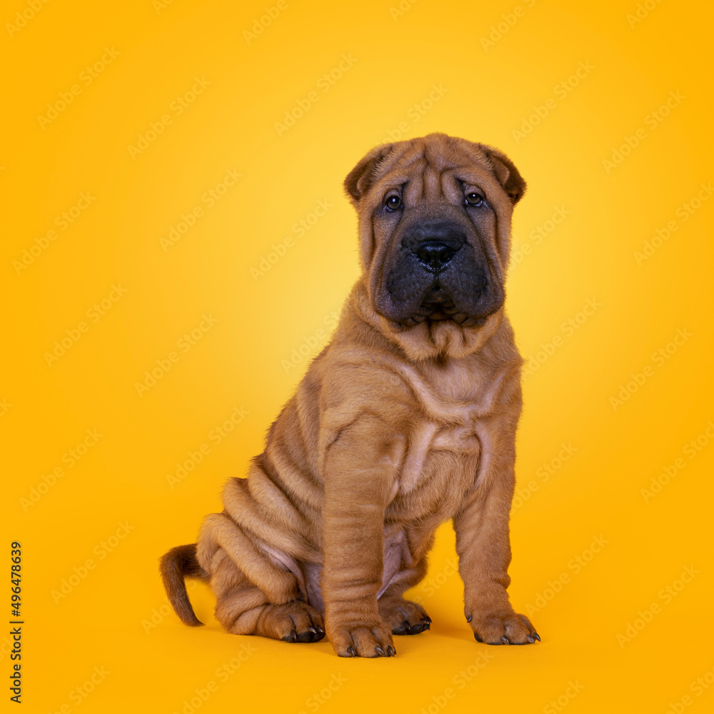 Adorable Shar-pei dog pup, sitting up facing front. Looking towards camera with cute droopy eyes. Isolated on a sunflower yellow background. Adorable Shar-pei dog pup, sitting up facing front. Looking towards camera with cute droopy eyes. Isolated on a sunflower yellow background.