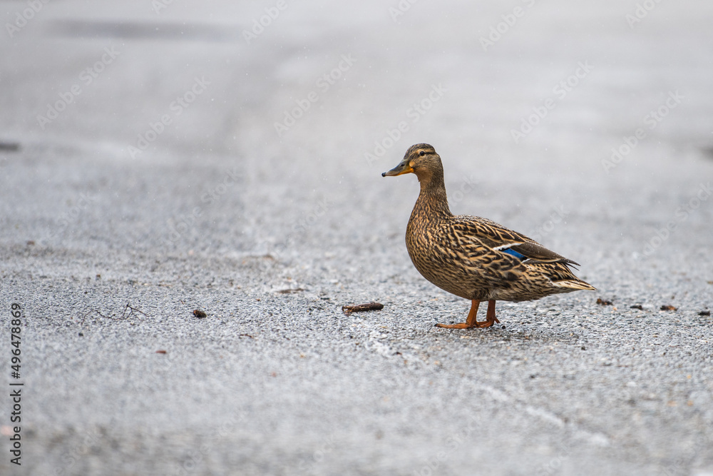 duck on the street duck on the street