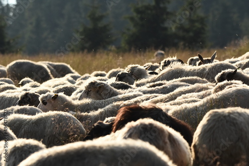 A herd of sheep grazing in pastures in Romania. Mountainous pastures with green grass. Driving the herd into the valley to milk and shear wool. photo