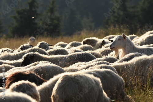 A herd of sheep grazing in pastures in Romania. Mountainous pastures with green grass. Driving the herd into the valley to milk and shear wool. photo