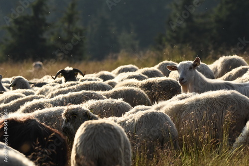 A herd of sheep grazing in pastures in Romania. Mountainous pastures with green grass. Driving the herd into the valley to milk and shear wool. photo