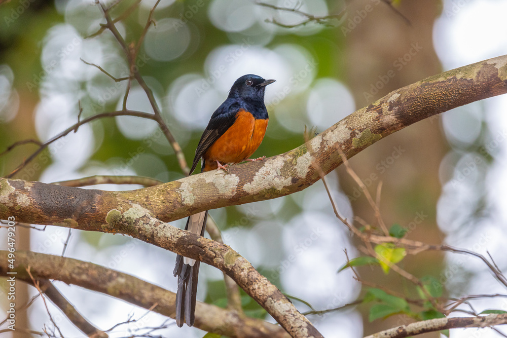 Male of White-rumped shama Beautiful red and black bird perching on the branch showing to sing.