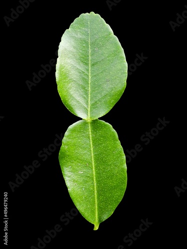 kaffir lime leaf on black background