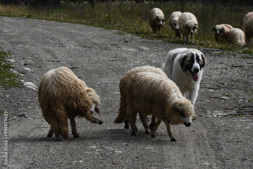 A herd of sheep grazing in pastures in Romania. Mountainous pastures with green grass. Driving the herd into the valley to milk and shear wool. photo