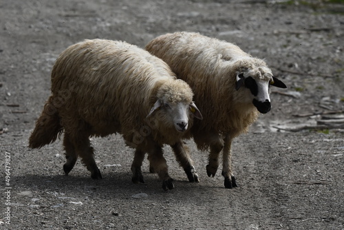 A herd of sheep grazing in pastures in Romania. Mountainous pastures with green grass. Driving the herd into the valley to milk and shear wool. photo