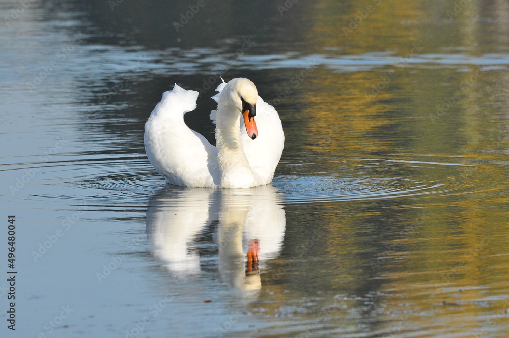 Obraz premium Mute swan swimming on the lake, river. A snow-white bird with a long neck, forming a loving couple and caring family.