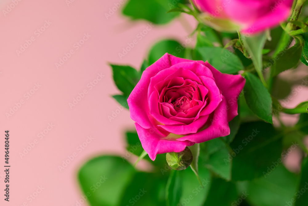 Pink rose close-up on a pink background. Pink rose close-up on a pink background.