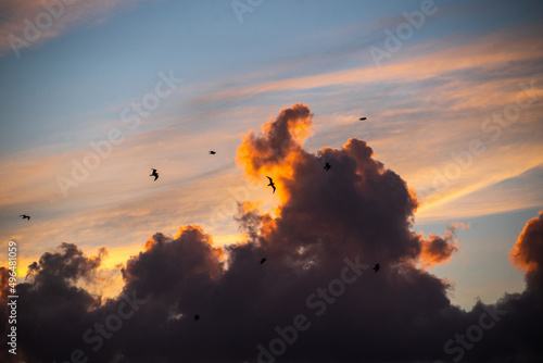 Sky at sunset with seagulls