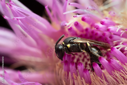 Female Yellow-faced bee, Hylaceus resting on thistle photo
