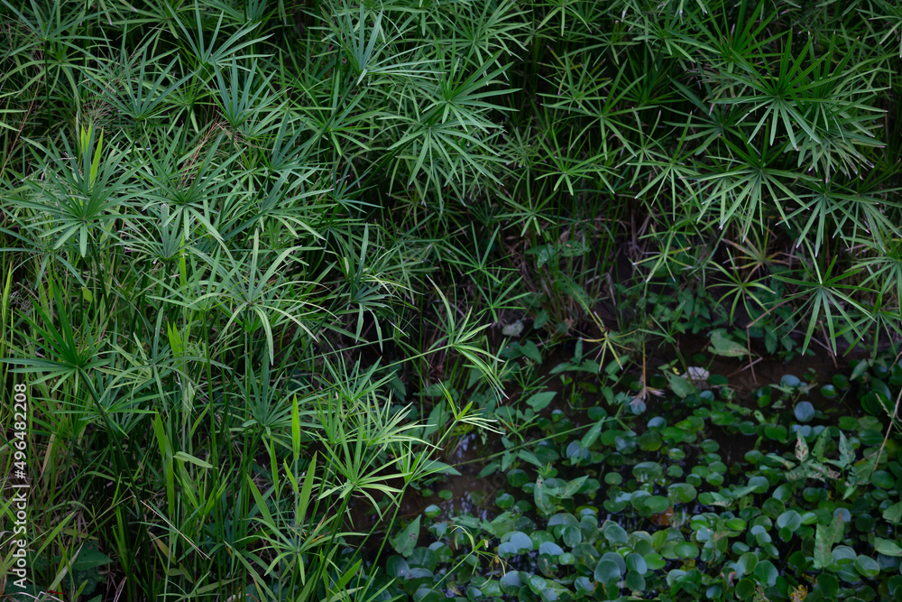 Umbrella flat sedge is an ornamental grass often seen at the edges of rivers and ponds.