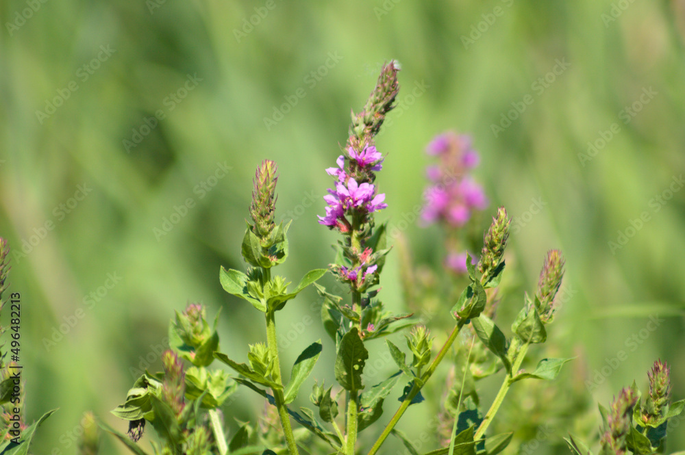 Closeup of purple loosestrife in bloom and buds with green blurred nature on background