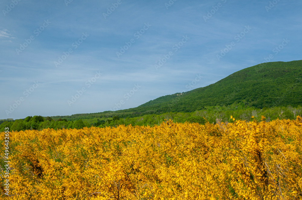 Paesaggio di montagna con ginestre gialle e colline verdi
