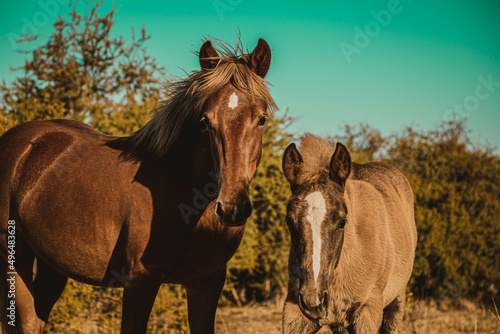Caballo y Potro