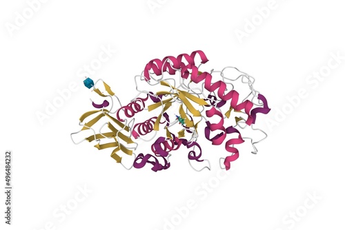Crystal structure of human pancreatic alpha amylase. 3D cartoon model, secondary structure color scheme, PDB 5u3a, white background photo