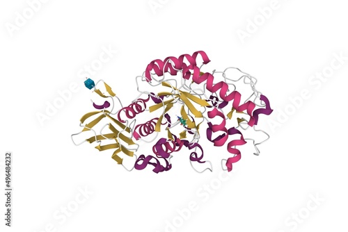 фотографія Crystal structure of human pancreatic alpha amylase