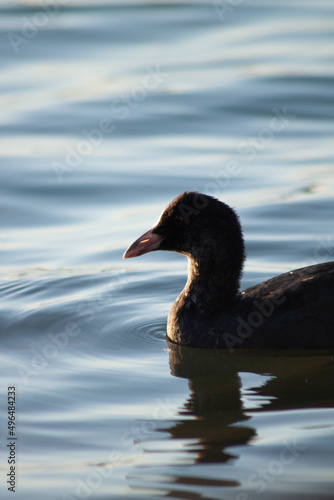 duck in the water