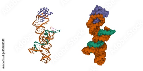 Quadro su tela Crystal structure of a hairpin ribozyme (brown) in the catalytically-active conformation with RNA inhibitor (green) and small ribonucleoprotein (blue)