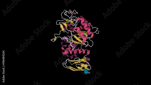 Crystal structure of human pancreatic alpha amylase. Animated 3D cartoon model, secondary structure color scheme, PDB 5u3a, black background photo