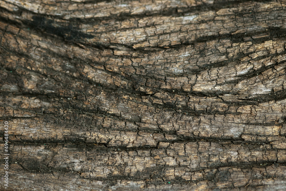 Wooden Bark in the garden , Close up Texture Wooden Bark in the garden , Close up Texture