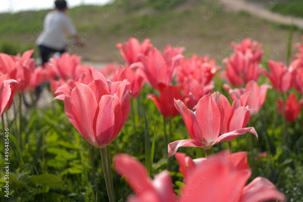 Obraz premium The pink tulips are in full bloom.