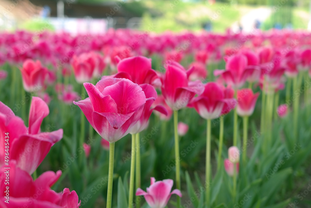 The pink tulips are in full bloom. The pink tulips are in full bloom.