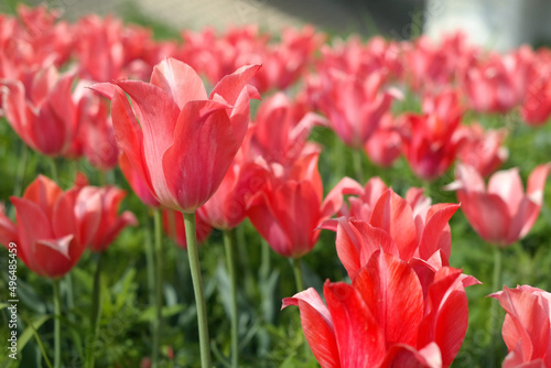 The pink tulips are in full bloom.