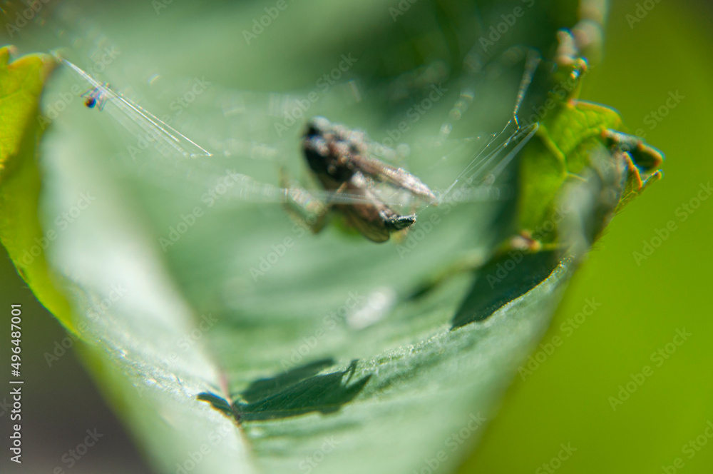 Ragno Araniella cucurbitina con la sua preda Ragno Araniella cucurbitina con la sua preda